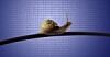 Snail sliding slowly over a computer cable with binary behind it