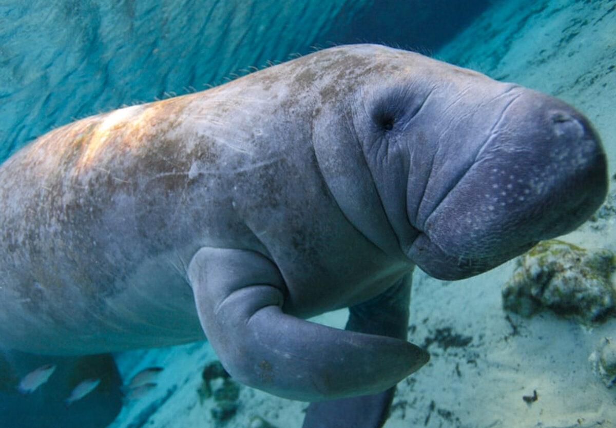 Manatee Appreciation Day