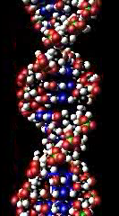 DNA