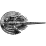 kestrelquant profile