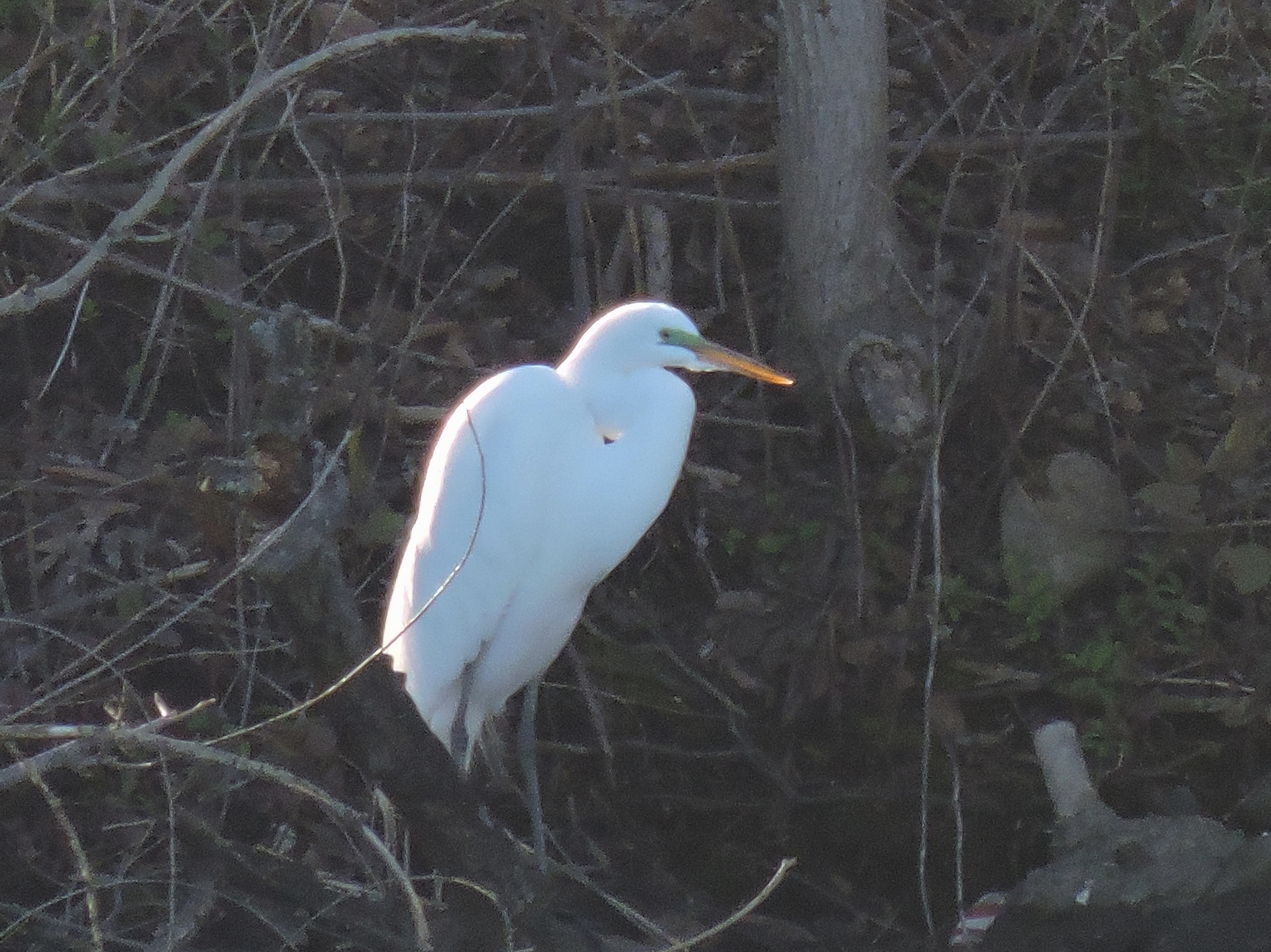 Feathers on Friday-The Great Egret