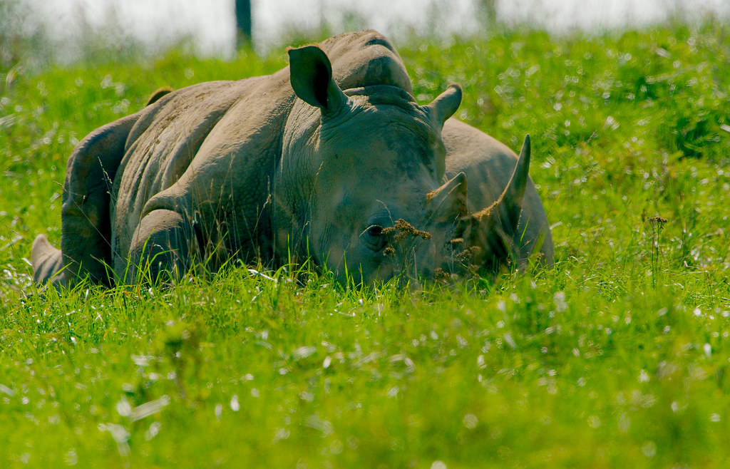 Greater One Horned Asian Rhino (Rhinoceros unicornis)_4