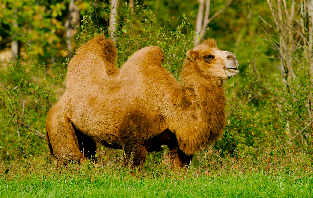 Bactrian Camel_7