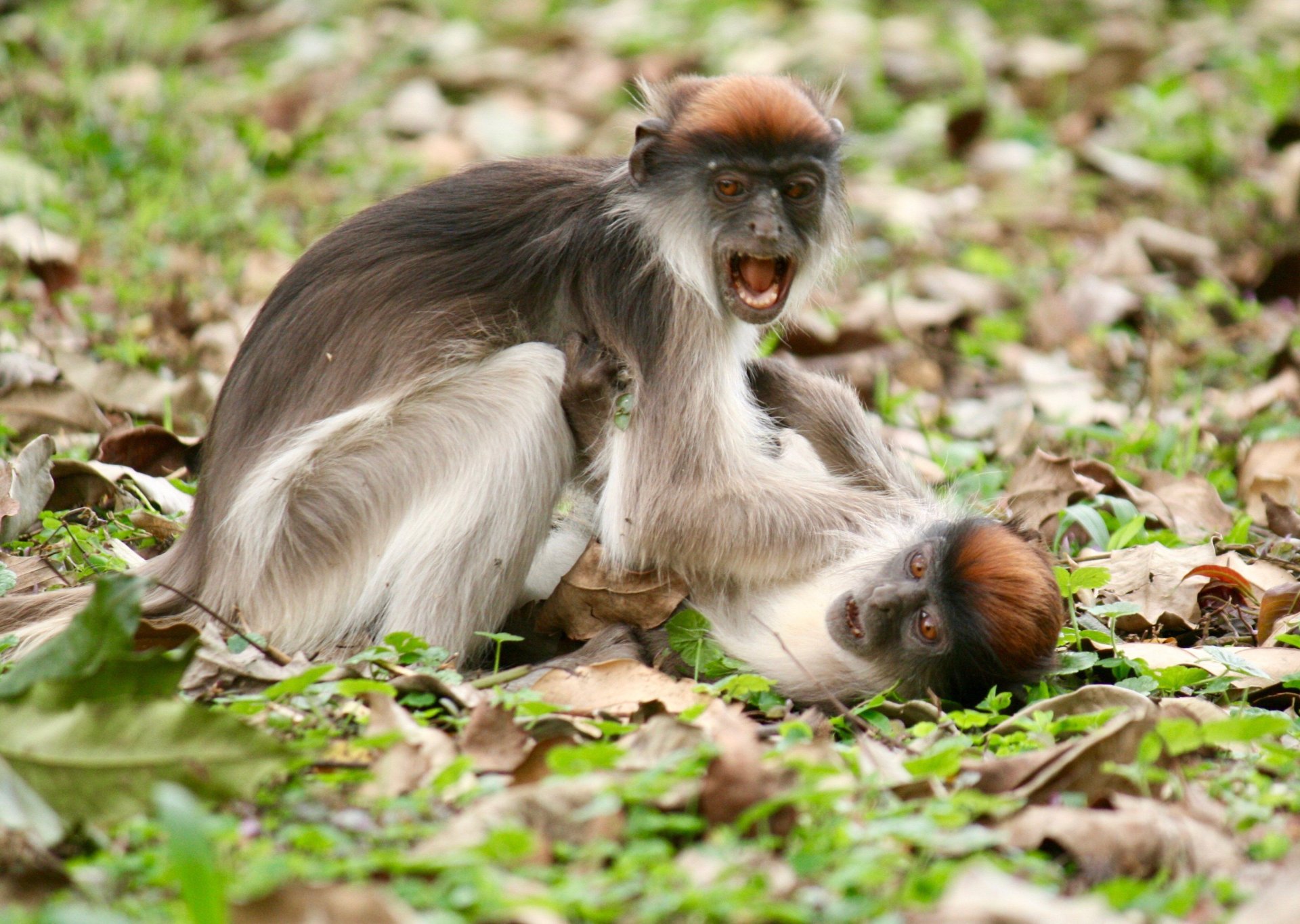 Red Colobus