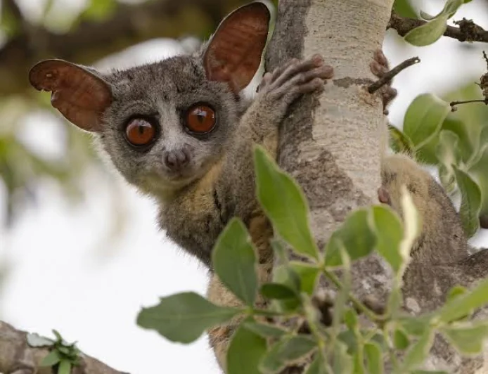 Bush baby