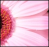 pink flower