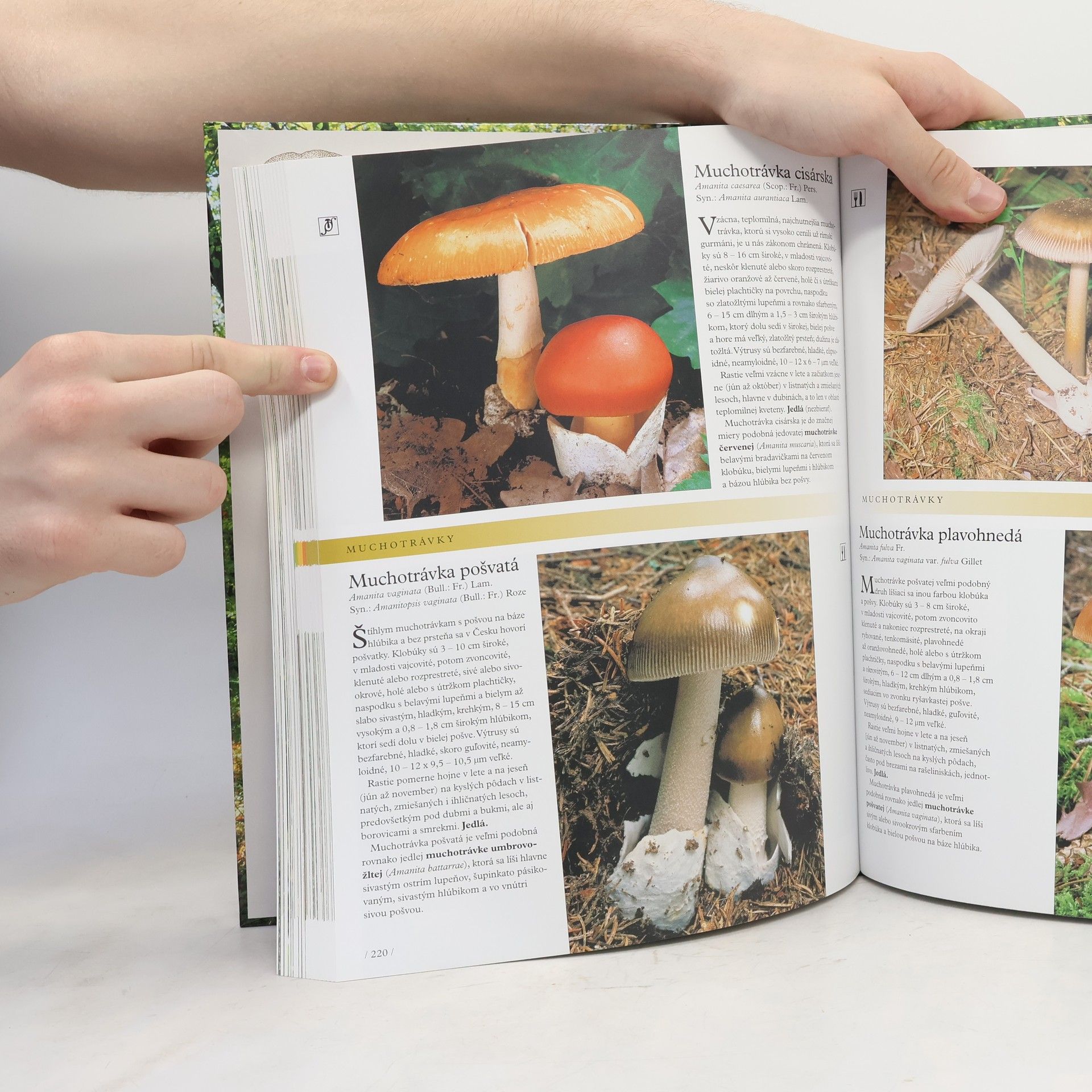 Autores varios Huby. Veľká encyklopédia