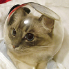 foxfirefey: A cat with a fish bowl on its head. (space cadet)