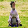 sunnymodffa: (Sitting Pony)