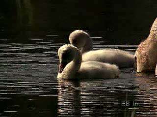 Trumpeter swan (Cygnus cygnus buccinator) sitting on a nest; cygnets swimming and feeding with adult swans.