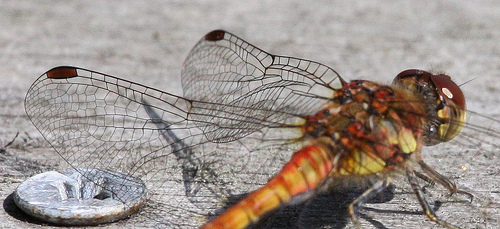 Dragonfly Wings
