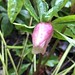 Hellebore