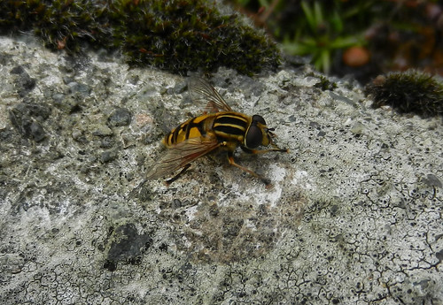 Hoverfly Sun Fly DSCN1405