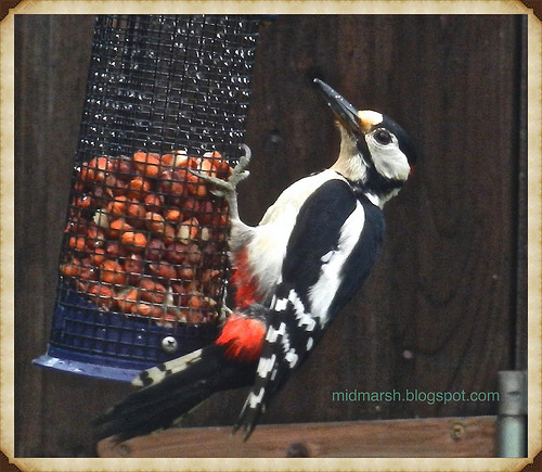 Great Spotted Woodpecker DSCN2829_Fotor