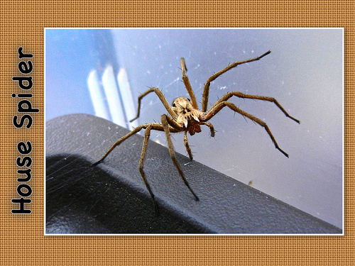 House Spider 02