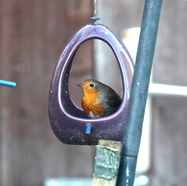 Robin IMG_1925
