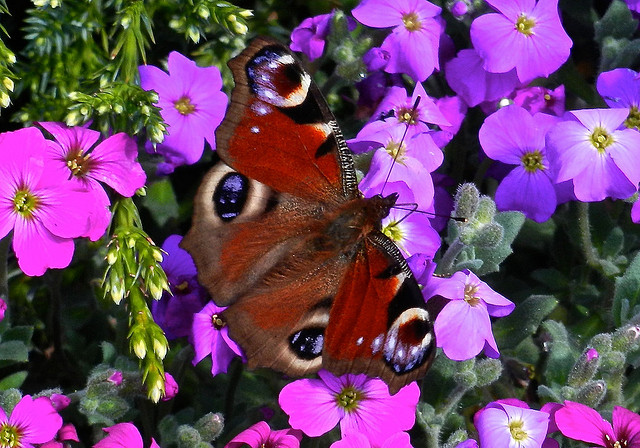 DSCN4217Â Peacock Butterfly