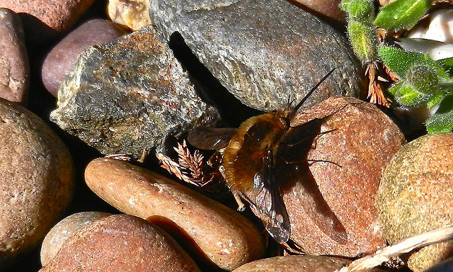 DSCN4250Â Â Bee Fly