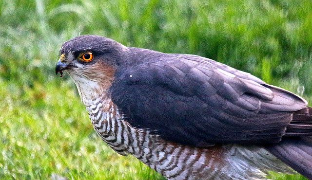 Sparrowhawk IMG_2343