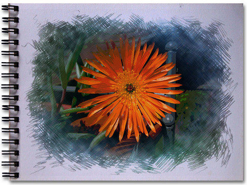 Lampranthus