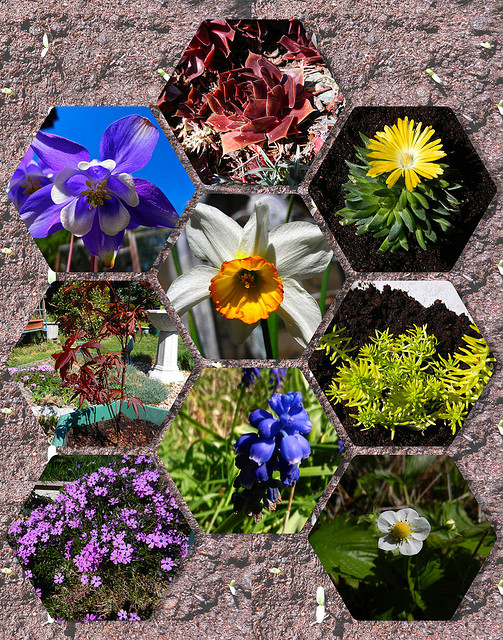 Garden Colour 1