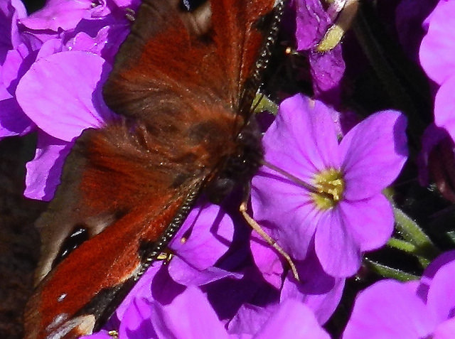 DSCN4223Â Peacock Butterfly