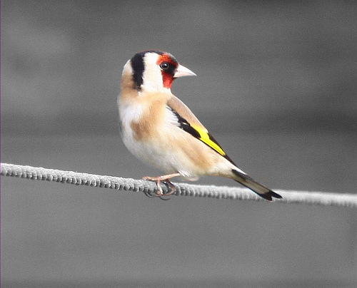 Goldfinch