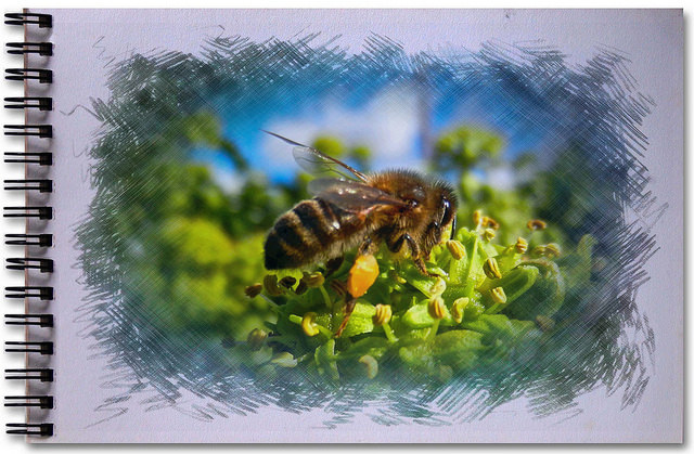 Bee