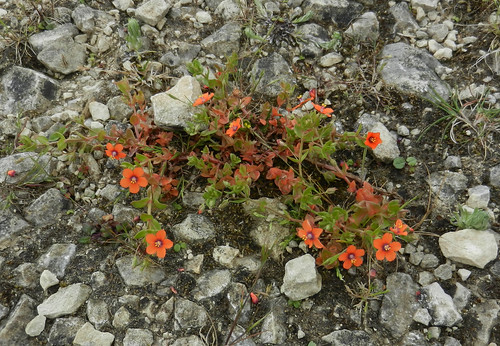 Scarlet Pimpernel DSCN9672