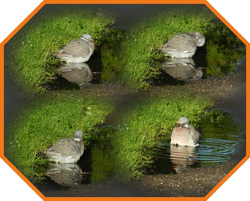 Bathing Wood Pigeon