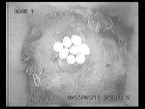 Great Tit Nest 0014