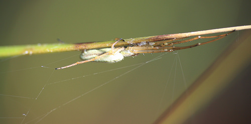 Stretch Spider IMG_7721