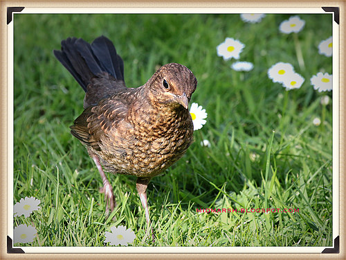 IMG_0859_Fotor