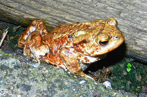 DSCN4442 Toad
