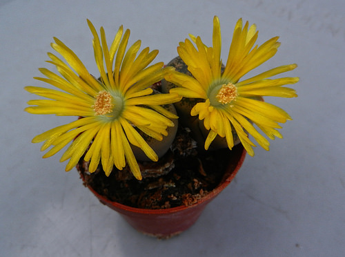 DSCN5309