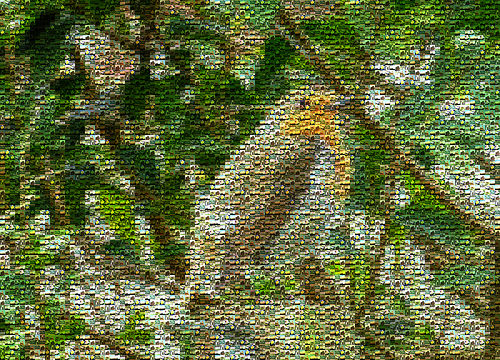 Robin Example