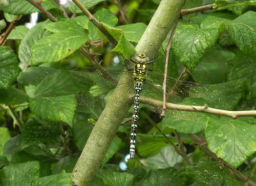 Southern Hawker Dragonfly DSCN9816