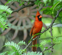 Cardinal