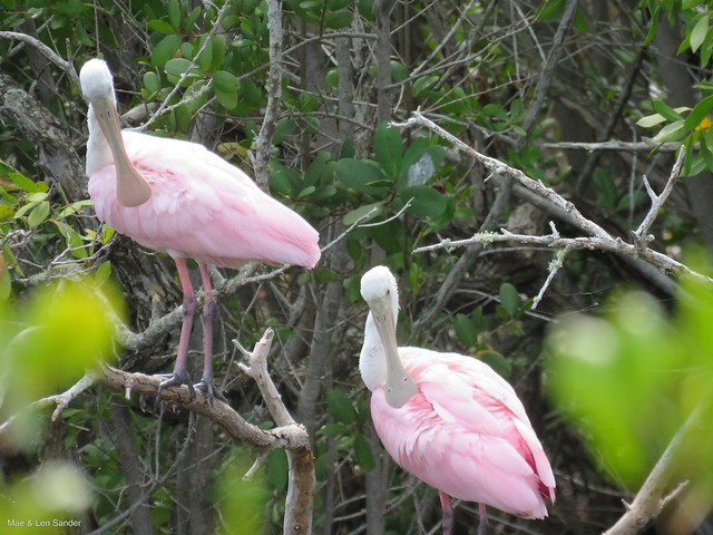 sanibel-island 6