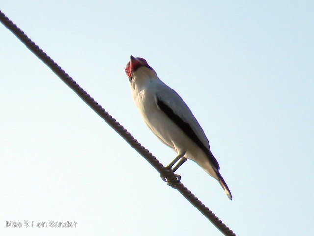 maesbirds 1