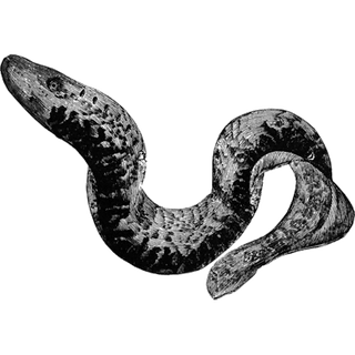 SIKOUTRIS profile picture