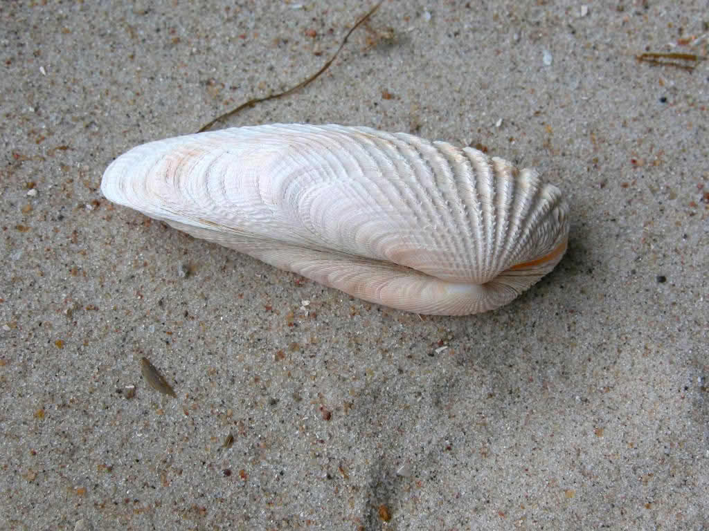BERJAYA